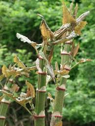 Image result for Alchornea occidentalis