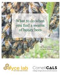 Every single thing, nothing worked! Cornell Cooperative Extension What To Do When You Find A Swarm Of Honey Bees