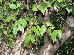 Image result for Lannea asymmetrica