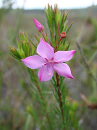 Image result for Sauvagesia