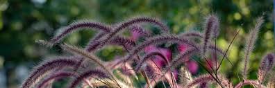Check spelling or type a new query. 10 Incredible Types Of Ornamental Grasses Horticulture Co Uk