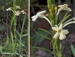 Image result for Chascanum