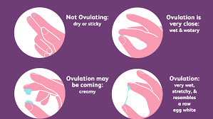 We did not find results for: How To Check Your Cervical Mucus And Detect Ovulation
