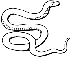 Check spelling or type a new query. Rainforest Snake Drawing Novocom Top