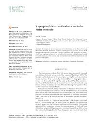 Image result for Meiostemon tetrandrus