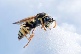 Wasp Nests - To Remove Or Not To Remove? - Hanna'S Bees