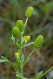 Image result for Ranunculus sceleratus