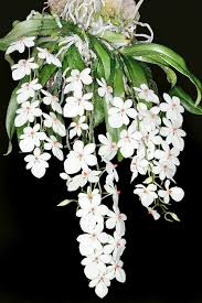 Image result for Aerangis ugandensis