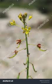 Image result for Cleomaceae