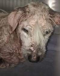 Rescue story: how a shabby goner turned out to be a fluffy and friendly dog  ​​(17 photos) » Nevsedoma
