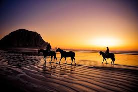 Morro Bay Horses On The Beach Horses Silhouette Photography Horseback Riding