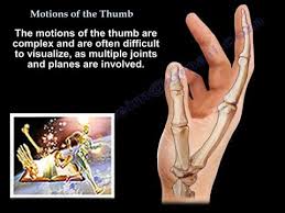 Motions Of The Thumb Everything You Need To Know Dr Nabil Ebraheim