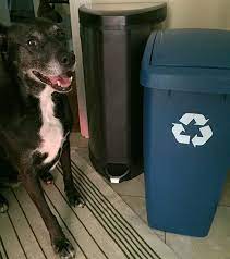 Make sure you trust the experts at singh movers. Perth Community Accepts Pet Waste With Recycled Organics Envirowagg Dog Waste Compost Dog Poop Compost Doggone Good