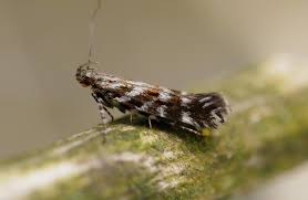 Image result for Ericinella