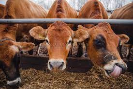 1 319 Jersey Milk Photos Free Royalty Free Stock Photos From Dreamstime