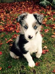Black And Brown Border Collie Puppy Blue Merle Border Collie Puppy Called Murphy Collie Puppies Yorkshire Terrier Puppies Cute Dogs