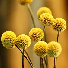 A wide variety of flower belly button options are available to you, such as shape\pattern, main stone, and body jewelry type. Craspedia Globosa Billy Buttons Puriri Lane