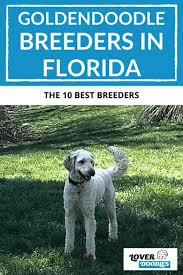 We do not allow orlando breeders, adoption centers, rescues or shelters to list goldendoodles for free in orlando. Best Goldendoodle Breeders In Florida Lover Doodles