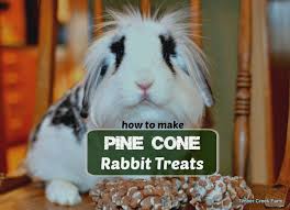 Understandably it is frustrating and annoying, but the good news is that it is something that you should be able to control and prevent. Pine Cone Rabbit Treats Keep Bunnies Active Timber Creek Farm