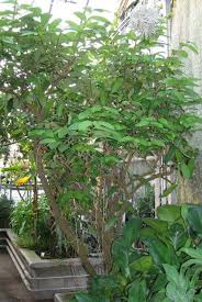 Image result for Aristolochia albida