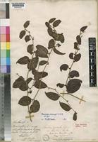 Image result for Smilax anceps