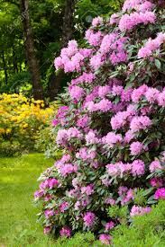 Laden sie dieses kostenlose foto zu garten, büsche und entdecken sie mehr als 5m professionelle stockfotos auf freepik. Rhododendron Busche Im Sommer Garten Lizenzfreie Fotos Bilder Und Stock Fotografie Image 20330286