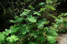 Image result for Macleaya
