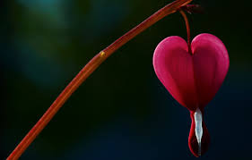 Maybe you would like to learn more about one of these? Wallpaper Flower Flowers Background Tree Pink Wallpaper Blur Wallpaper Heart Widescreen Background Broken Heart Full Screen Hd Wallpapers Flower Widescreen Images For Desktop Section Cvety Download