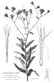 Image result for Vernonia amblyolepis