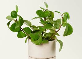 Image result for Peperomia abyssinica