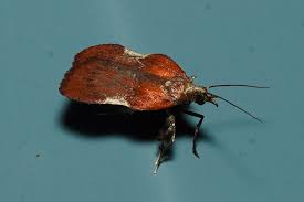 Image result for Nicolasia stenoptera