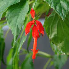 Salvia Splendens Van Houttei Louie S Orange Delight Salvia Garden Accents Flower Bomb