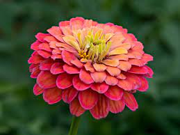 Zinnia Elegans Wikiwand