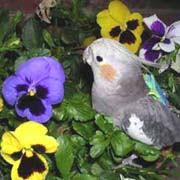 With the kids and pets all over the home during christmas, it is best to know if christmas cactus poisonous to cats? Safe And Toxic Plants For Pet Birds List Poisonous And Toxic Plants For Pet Birds Safe Herbs For Pet Birds Safe Flowers For Pet Birds Safe Garden Plants For Pet Birds Safe