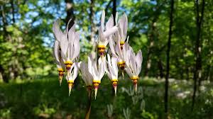 Illinois native plant society, carbondale, illinois. Illinois Native Plant Society On Twitter Illinois Native Plant Society Members Are Hosting Several Bioblitzes In Northeast Illinois This Weekend Join Up To Learn About Our Local Plants And Animals Https T Co N9ia0wifuu Citynaturechallenge