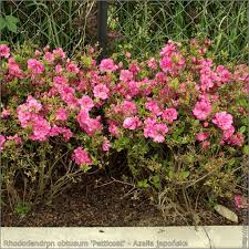 Rhododendron Obtusum Petticoat Azalia Japonska Petticoat Rhododendron Plants Garden Plants