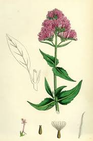 Image result for Centranthus