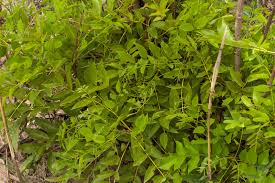 Image result for Pericopsis