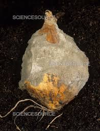 Image result for Botrytis cinerea