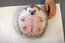 Which Is Kind Of A Lot Of The Time Hedgehog Pet Hedgehog Cage Baby Hedgehog