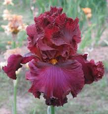 Pin On Flowers Irises