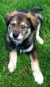 Check spelling or type a new query. 9 Facts About The Golden Retriever Husky Mix Aka Goberian Animalso