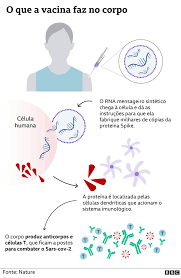 As principais vacinas em uso. Alergia A Vacinas O Que Se Sabe Sobre Os 4 Casos De Reacao Ao Imunizante Contra Covid 19 Bbc News Brasil