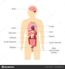 Image result for internal organs
