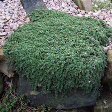 Elfin Thyme Elfin Thyme Backyard Plants Ground Cover Plants