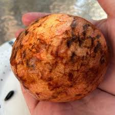 Image result for Annona reticulata