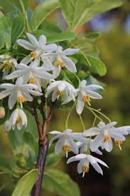 Image result for Embelia xylocarpa