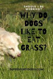 Why Do My Dogs Eats Grass Dogs Dog Eating Best Small Dog Breeds