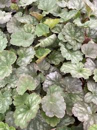 Image result for heuchera americana
