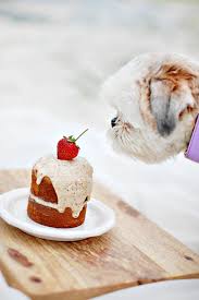 You probably don't need me to point out that traditional cakes as we know them are total carbfest. 9 Best Dog Birthday Cake Recipes My Dog S Name